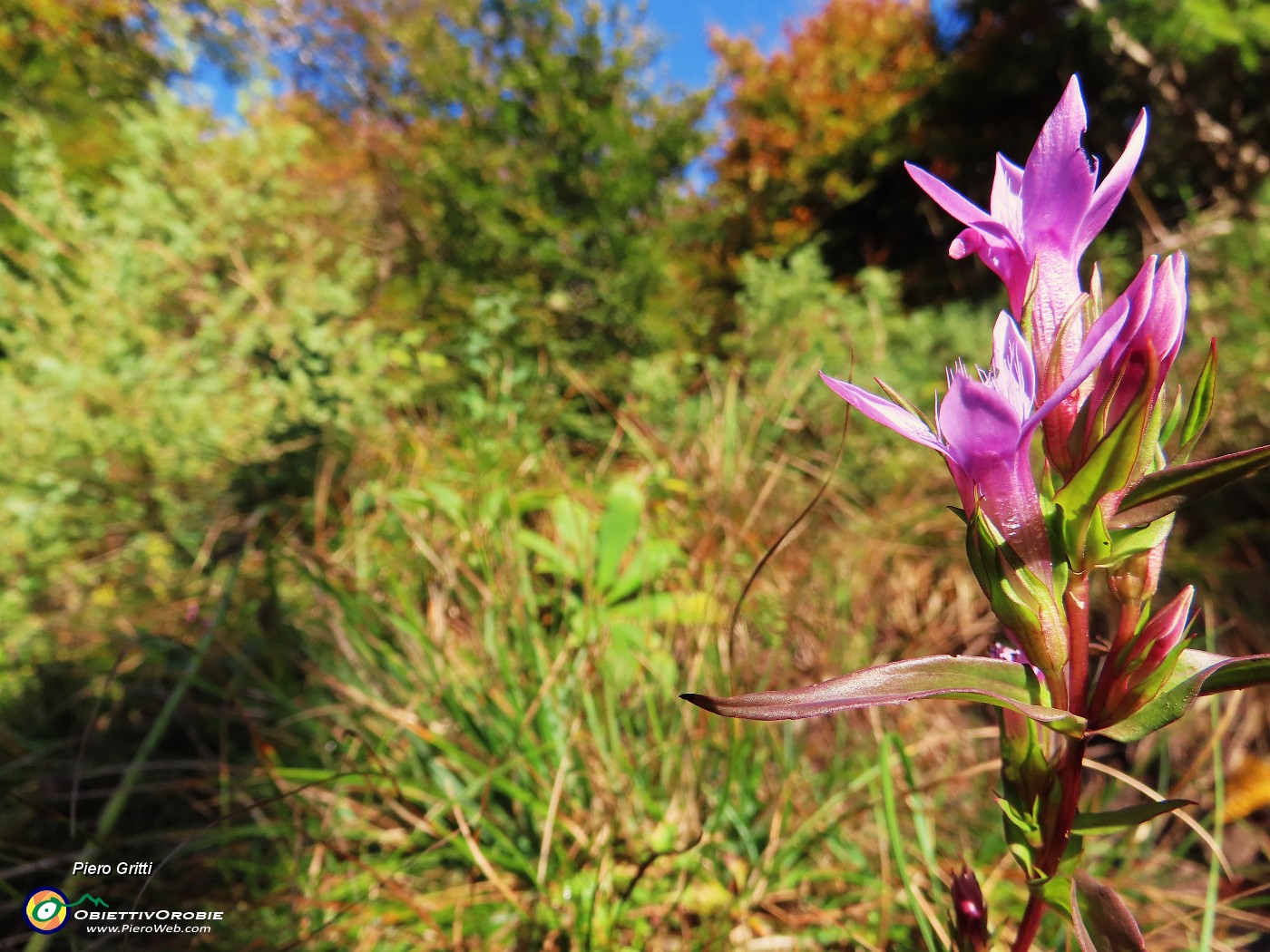 21 Gentianella anisodonta (Genzianella anisodonta).JPG